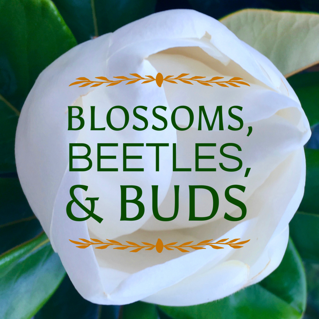 Blossoms, Beetles, & Buds