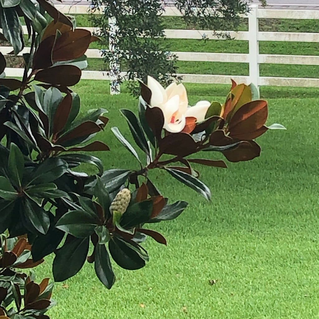 Magnolia leaves fill the left side of the photo, and a magnolia branch extends toward the right, displaying a bud and a large white blossom. In the background are green grass and a white fence.